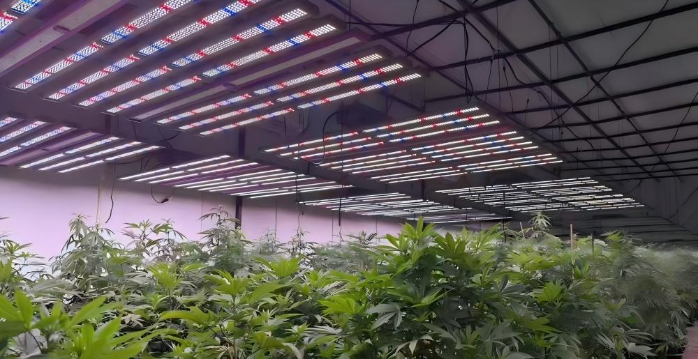 full spectrum grow lights