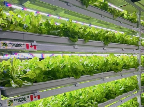 Hydroponic vegetables Hydroponic vegetables