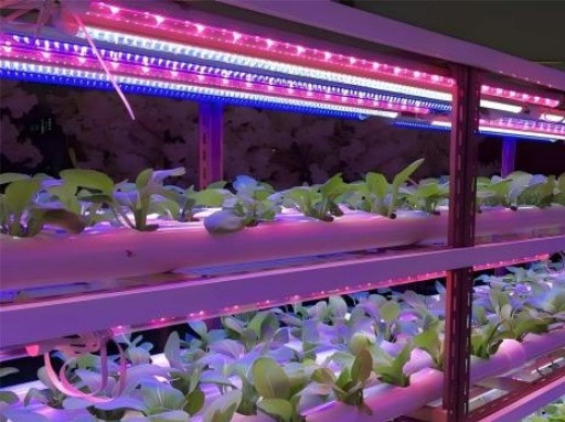 Indoor hydroponics Indoor hydroponics