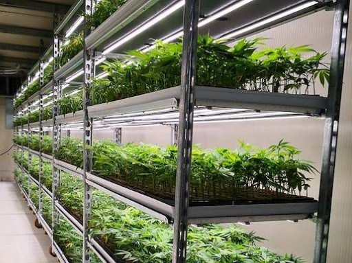 seed starting seed starting