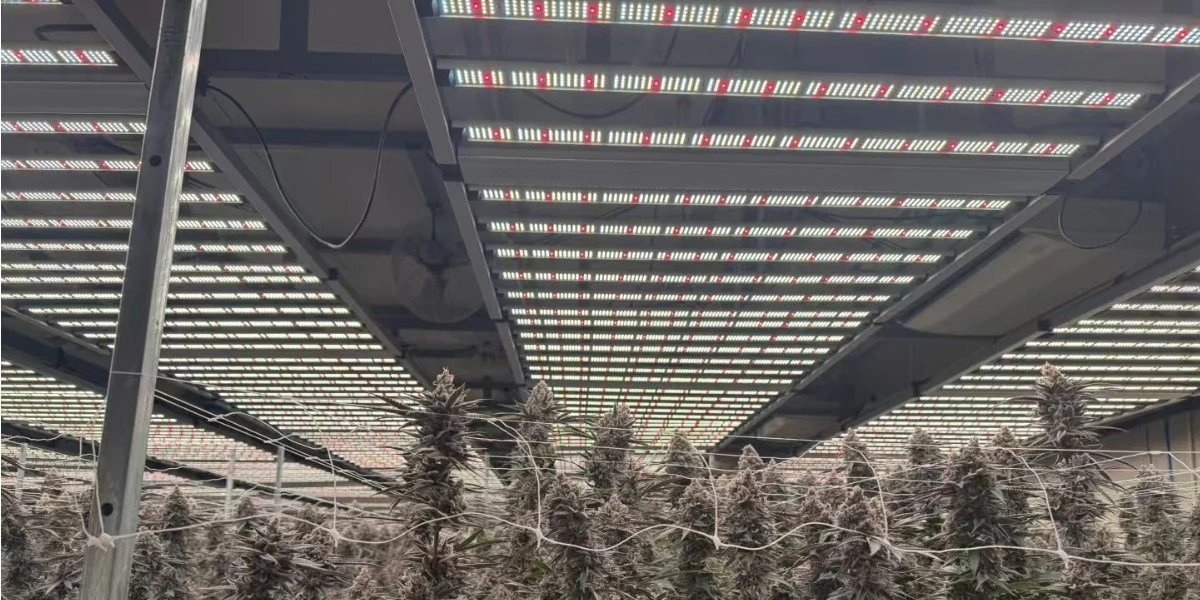 foldable LED grow lights (3).jpg foldable LED grow lights (3).jpg