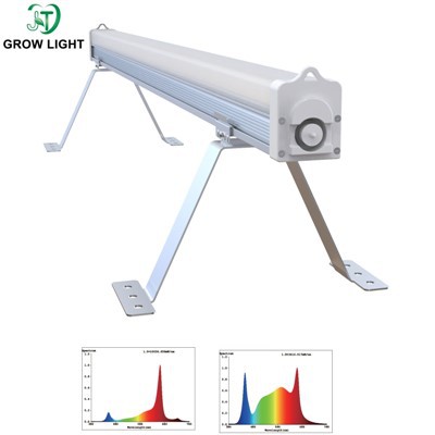 Apakah ada lampu pertumbuhan untuk alga?